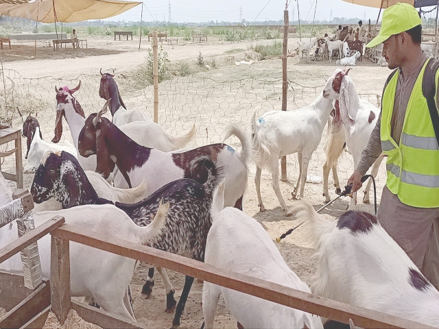 Eid sacrifice comes at hefty price