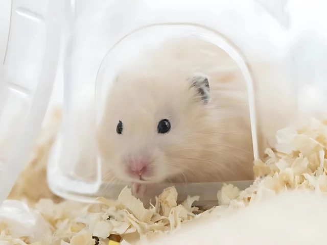 Sweet Hamster Days dating sim casts you as reincarnated pet in live-action story