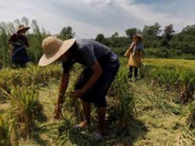 Chinese researchers discover world's first heat-resistant rice gene