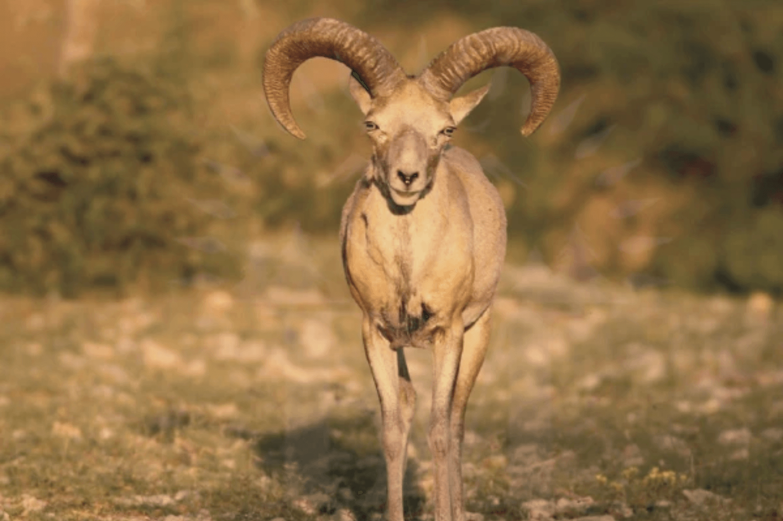 American national pays Rs6m for Punjab urial trophy hunting