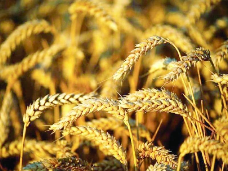 Wheat target falls short by 4m metric tons