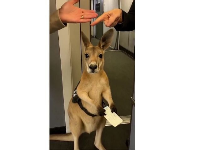 Viral AI-generated kangaroo video sparks confusion and raises concerns over deepfake content
