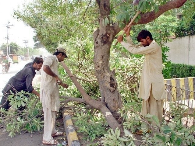 Diminishing greenery triggers high temperatures
