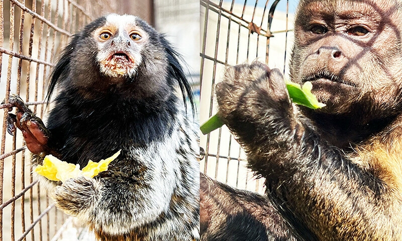 Wildlife dept opposes relocation of seized exotic monkeys to Lahore
