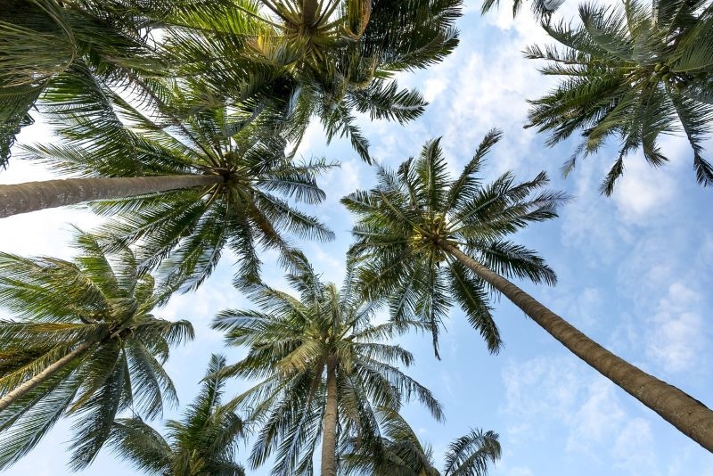 Costly palm trees rot in Khyber-Pakhtunkhwa