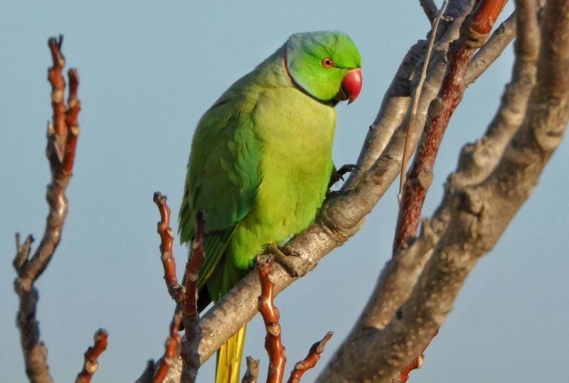 Pakistan's Alexandrine parrot faces growing threat of extinction