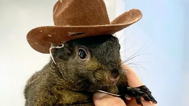 New York faces $10M lawsuit over killing of P'Nut the Squirrel and raccoon Fred during state raid