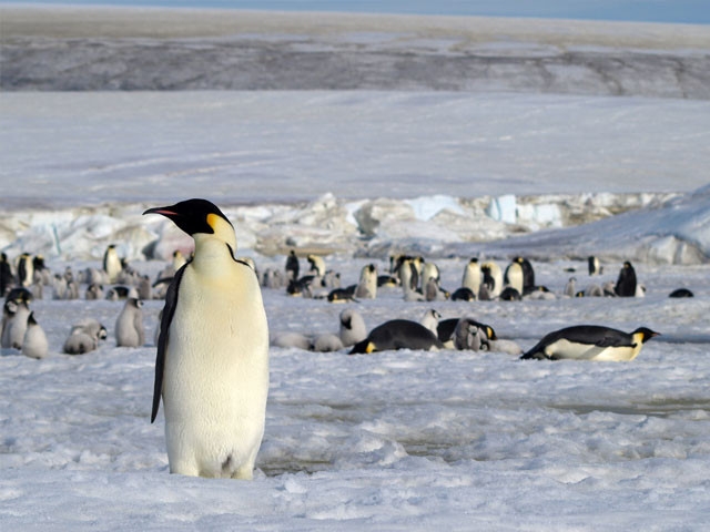 Even Antarctica's penguins fall under Trump's tariff radar