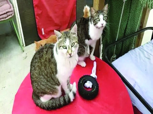 EU cracks down on pet cruelty with new law