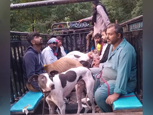 Wildlife fights persist in Punjab despite ban