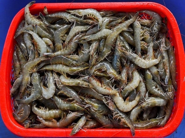 Punjab unveils Rs50b shrimp farming expansion plan
