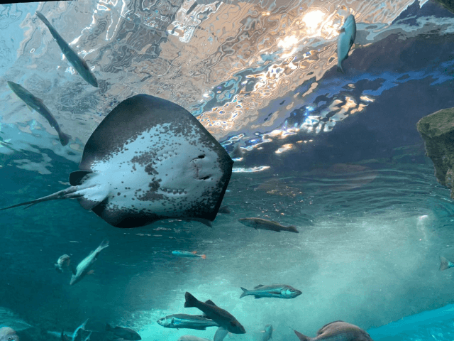 Aquarium fish comforted with human photos during closure in Japan