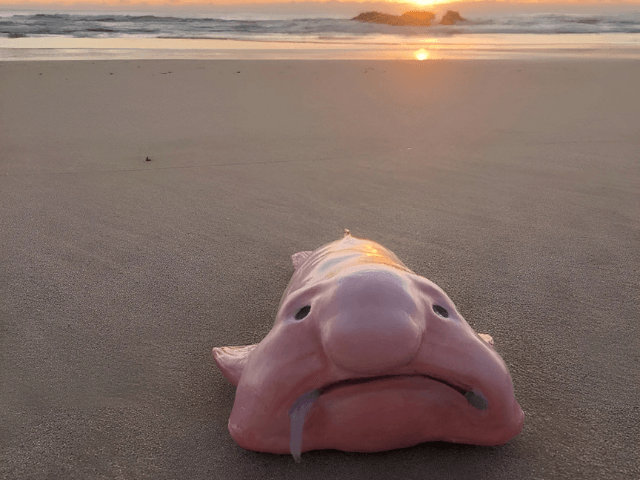 Blobfish wins New Zealand's fish of the year after years of ugly label