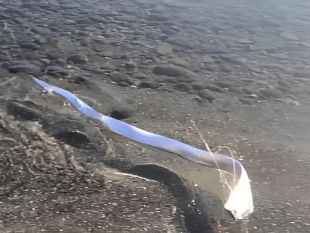 'Doomsday' fish washes up in Canary Islands, sparking fears of disaster