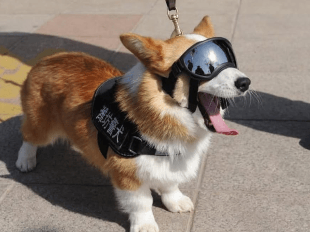 China's first corgi police dog loses bonus for workplace misconduct