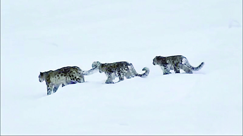Rare sighting of 4 snow leopards