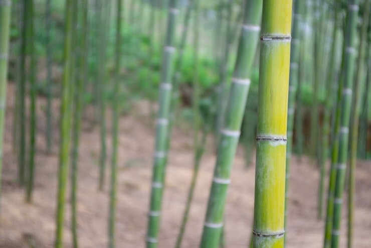 Cane growers demand fair prices
