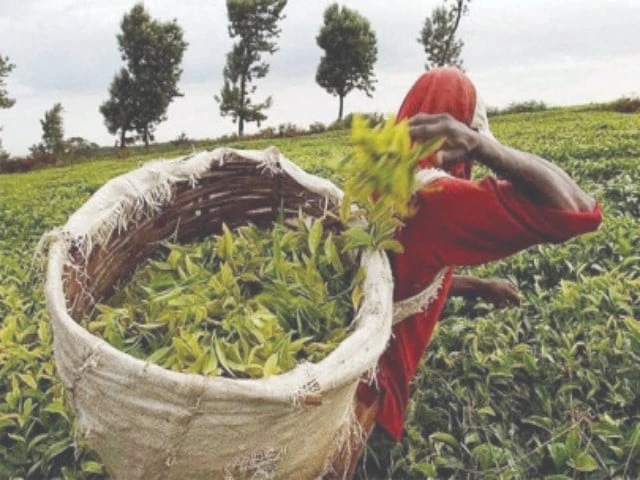 $600m tea import bill exposes neglected commercialisation