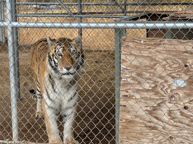 Nevada man arrested after keeping 7 tigers as emotional support pets