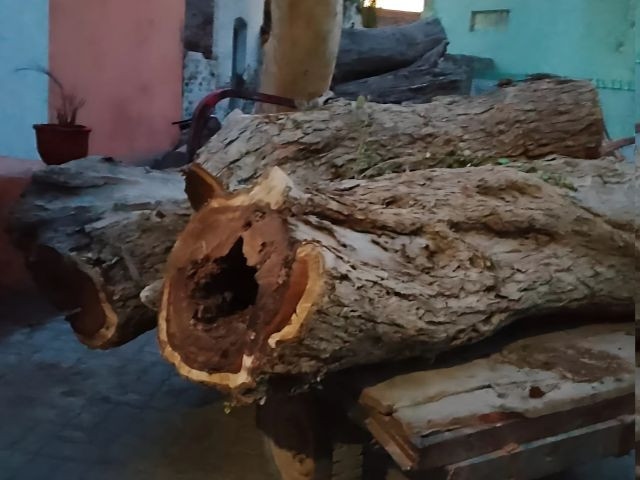 Punjab forest department targets timber mafia in major crackdown
