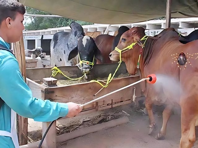 Pakistan issues advisory on Congo virus and heatstroke risks
