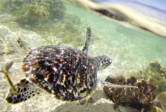 Call for action on marine turtle conservation