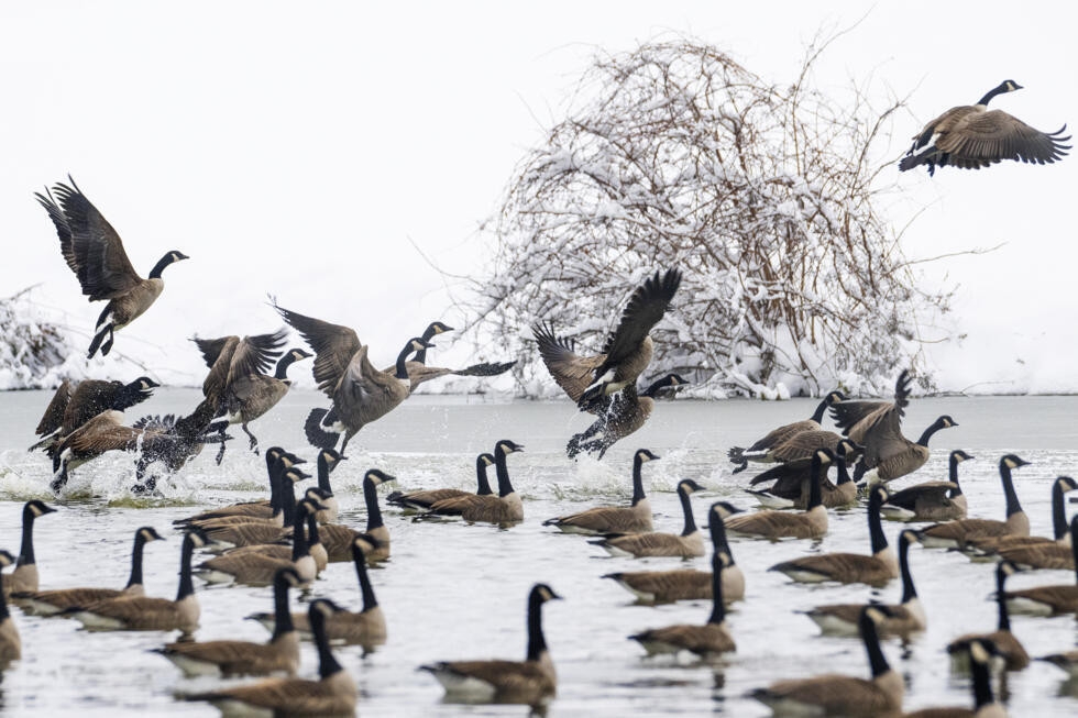 US bird populations are still crashing