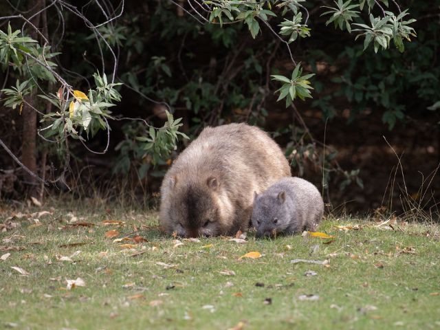American influencer faces backlash for removing baby wombat from mother for Instagram photo