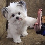 Inside the business model of Norbert the therapy dog