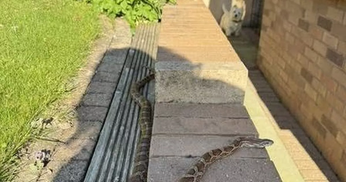 Man 'shocked' to find constrictor snake in Colwyn Bay garden