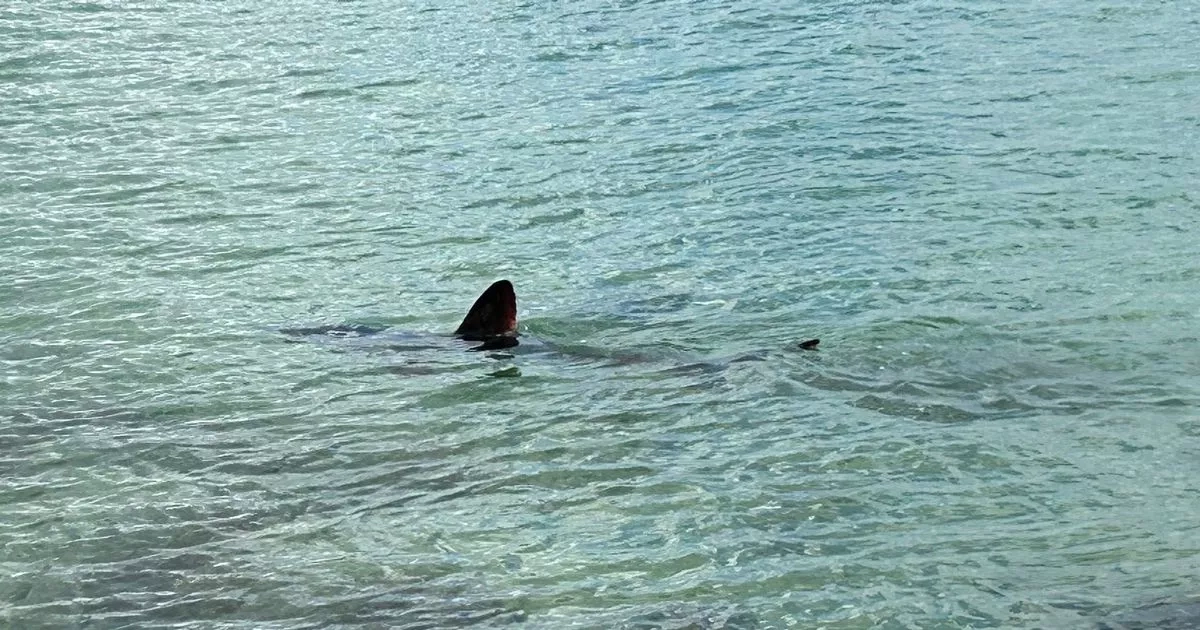'Mini jaws' off North Wales coast as public urged to keep distance