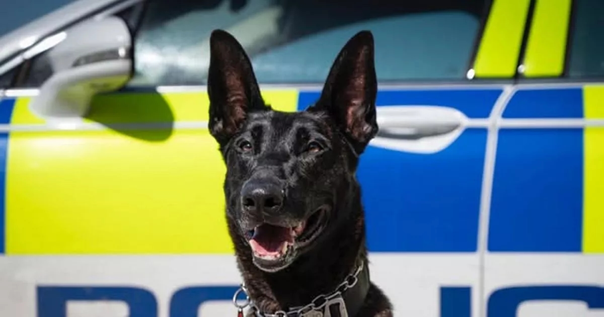 Britain's 'best police dog' dies after years saving lives and capturing crooks in North Wales