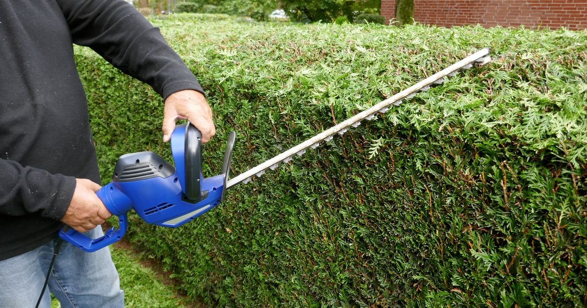 Gardeners warned over cutting hedges this month as they risk a fine