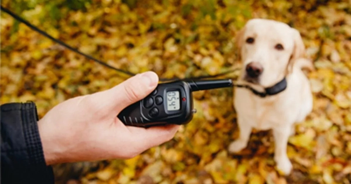 Electric shock collars for dogs in Scotland could finally be banned as new consultation launched