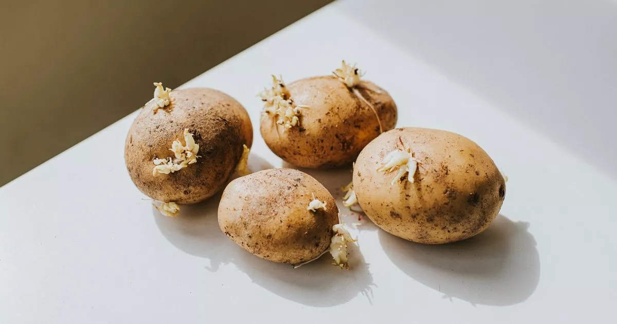 Potatoes won't sprout and will 'last the longest' time if kept in one place