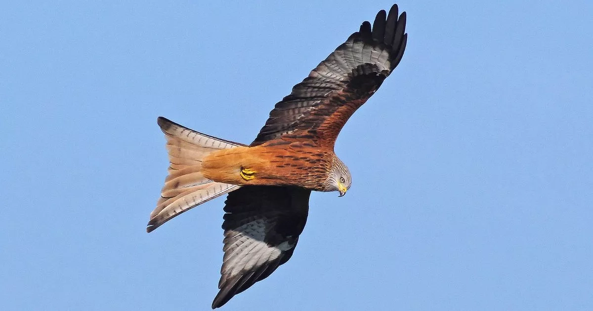 Bird of prey 'shot dead' in Aberdeenshire as two men charged in connection