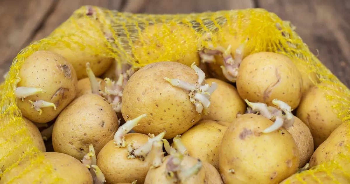 Potatoes stored in this unusual room will keep fresh and sprout-free for months