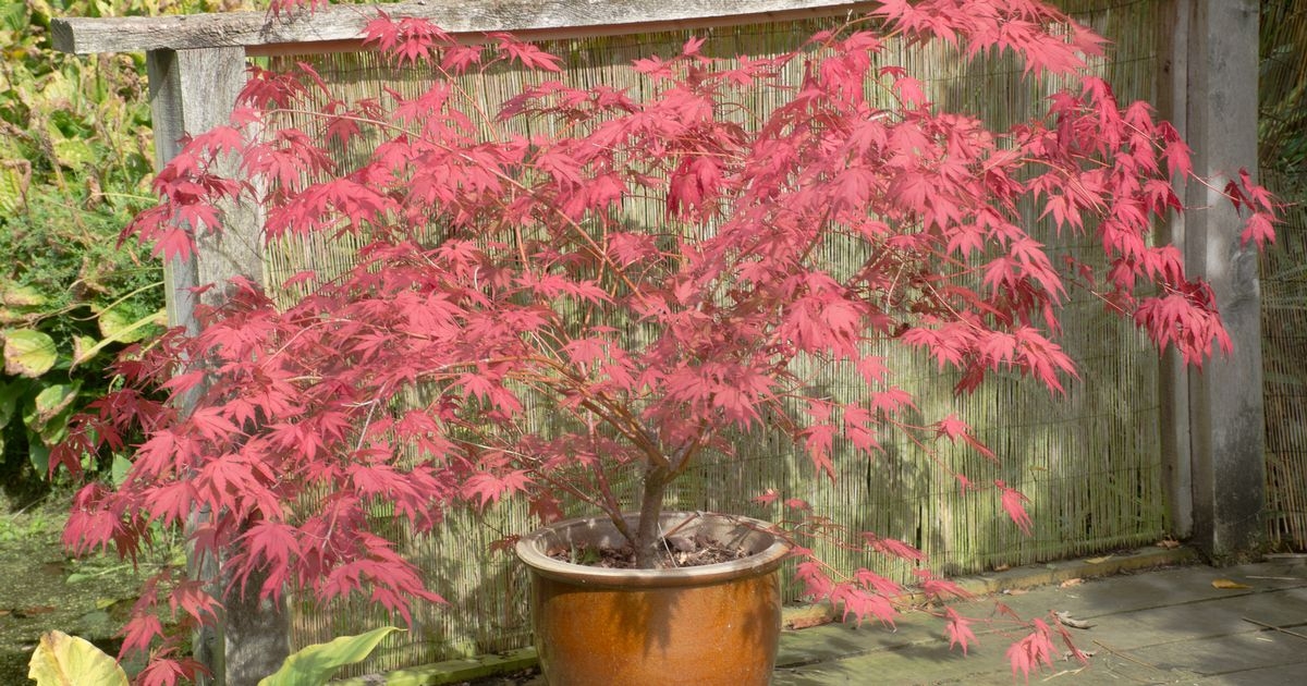 Japanese Acer will have vibrant red leaves all year round if 1 thing added to the soil