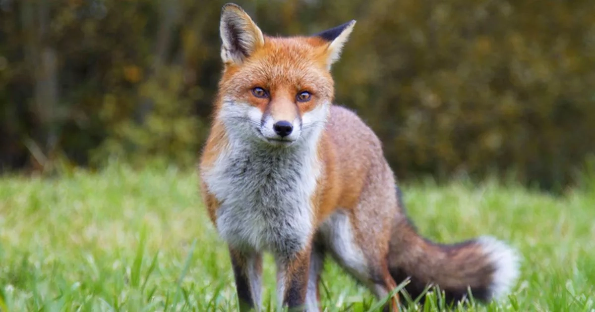 Fox hunting in Scotland 'still happening' two years on from 'strongest ban in UK'