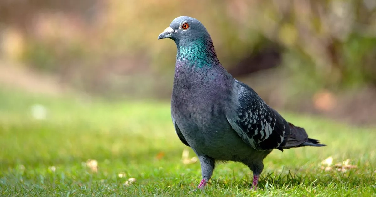 Pigeons will stay away from garden with nifty kitchen item hack