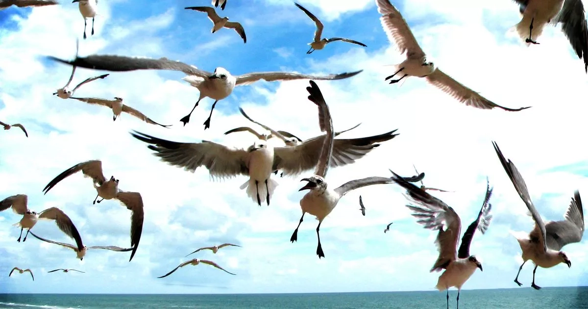 Seagulls won't steal your food at beach if you wear this popular pattern