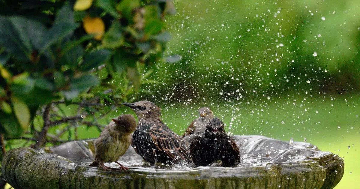 Gardeners urged to place washing up bowl in gardens now