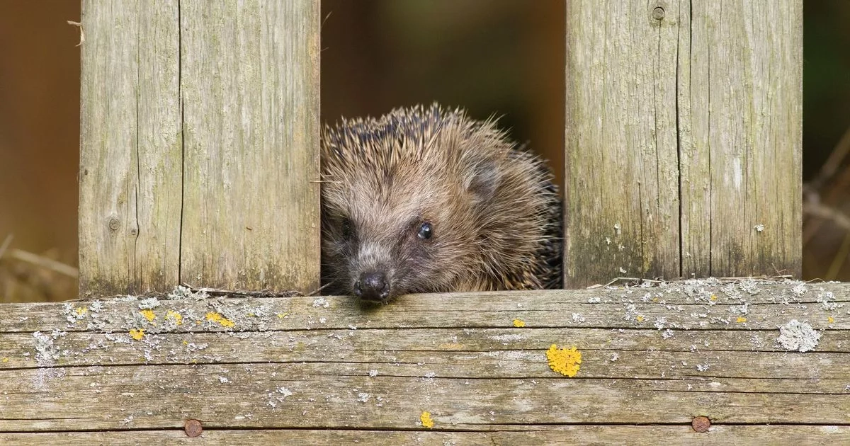 Gardeners urged to cut a hole in their fence now for very important reason