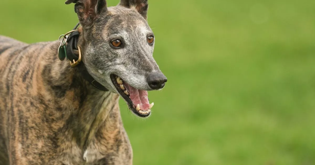 'I'm a vet and there's only 10 dog breeds I'd own - here's why they're the best'