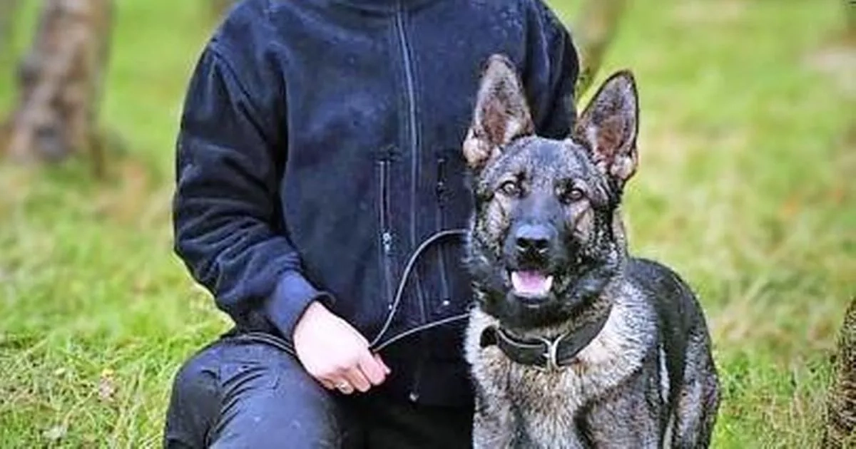 Top cops face whitewash claims over police dog death probe