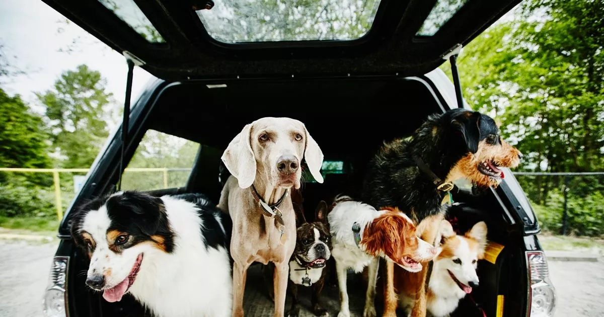 Vet shares 'five healthiest dog breeds with the lowest bills'