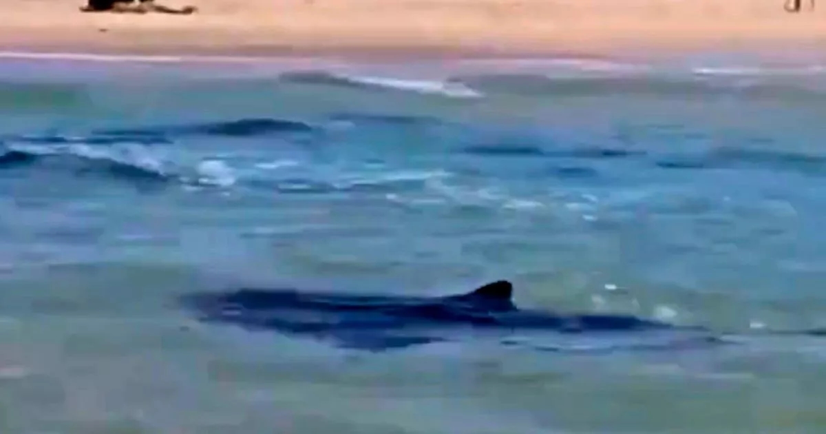 Chilling last words of man dragged away by shark in Mediterranean before body found