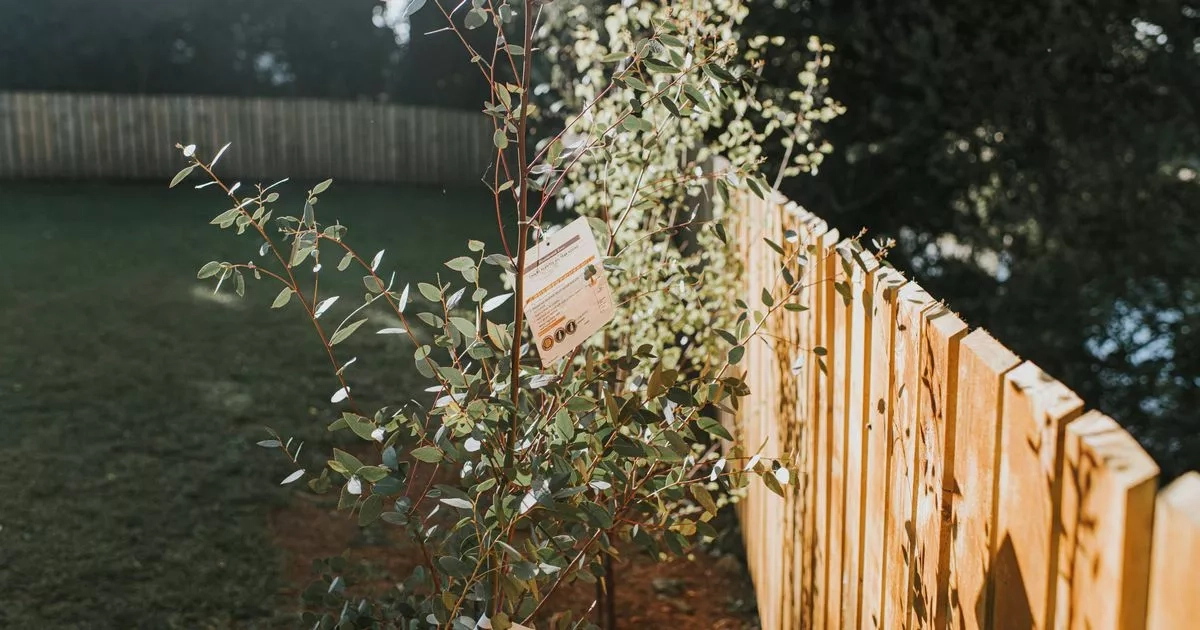 Warning to homeowners with this type of tree in their garden