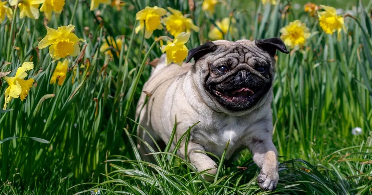 What to do if your dog has been stung by a bee and when to bring them to the vet
