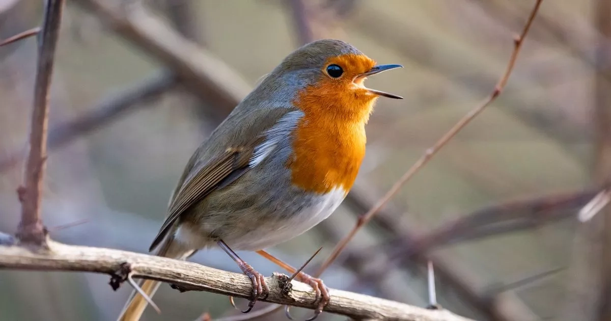 Exact bird box that will attract robins to your garden and keep them coming back